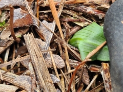Chiloglottis cornuta