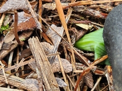Chiloglottis cornuta