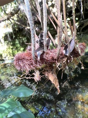 Asplenium contiguum