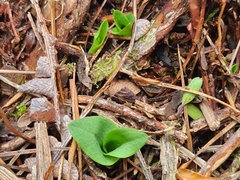 Chiloglottis cornuta