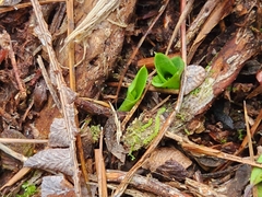 Chiloglottis cornuta