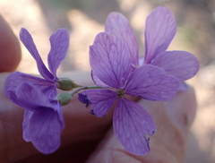 Heliophila juncea