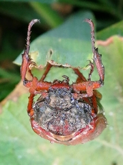 Amphimallon solstitiale