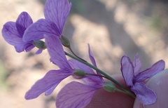 Heliophila juncea