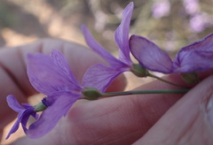 Heliophila juncea