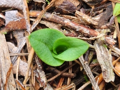 Chiloglottis cornuta