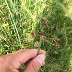 Schoenoplectus lacustris