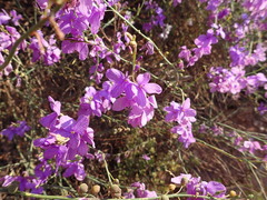 Heliophila juncea