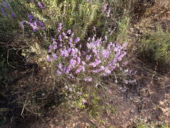 Heliophila juncea