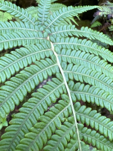 Sadleria wagneriana