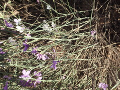 Heliophila juncea