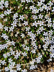 Limosella longiflora