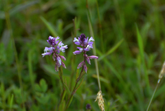 Polygala comosa