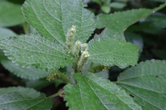 Boehmeria pilosiuscula