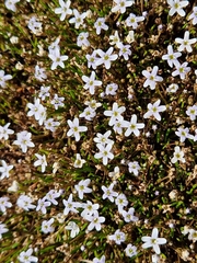 Limosella longiflora