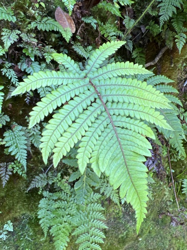 Sadleria wagneriana