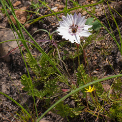 Monsonia speciosa