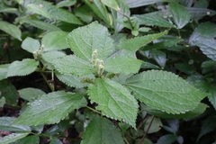 Boehmeria pilosiuscula