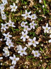 Limosella longiflora