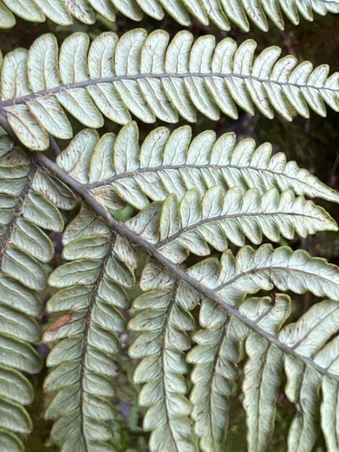 Sadleria wagneriana