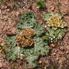Arctopus monacanthus