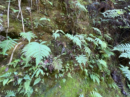 Sadleria wagneriana