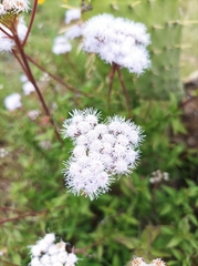 Ageratum corymbosum
