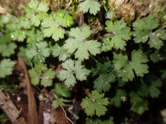 Hydrocotyle elongata
