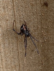 Latrodectus hasselti