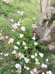 Ageratum corymbosum