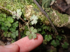 Hydrocotyle elongata