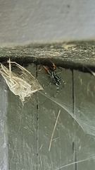 Nyssus coloripes