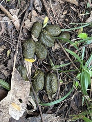 Thryonomys swinderianus