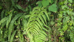 Dryopteris varia