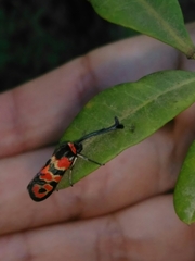 Zygaena fausta