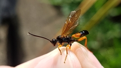 Degithina sollicitoria