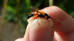 Degithina sollicitoria