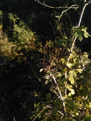 Dasineura crataegi