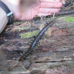 Ethmostigmus rubripes