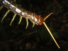 Ethmostigmus rubripes