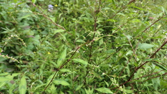 Persicaria pubescens