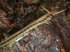 Ethmostigmus rubripes