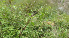 Persicaria pubescens