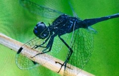 Diplacodes lefebvrii