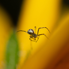 Theridiidae