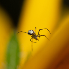Theridiidae