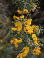 Pultenaea juniperina