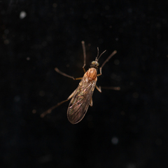 Sylvicola