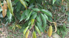 Elaeocarpus japonicus