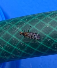 Sylvicola